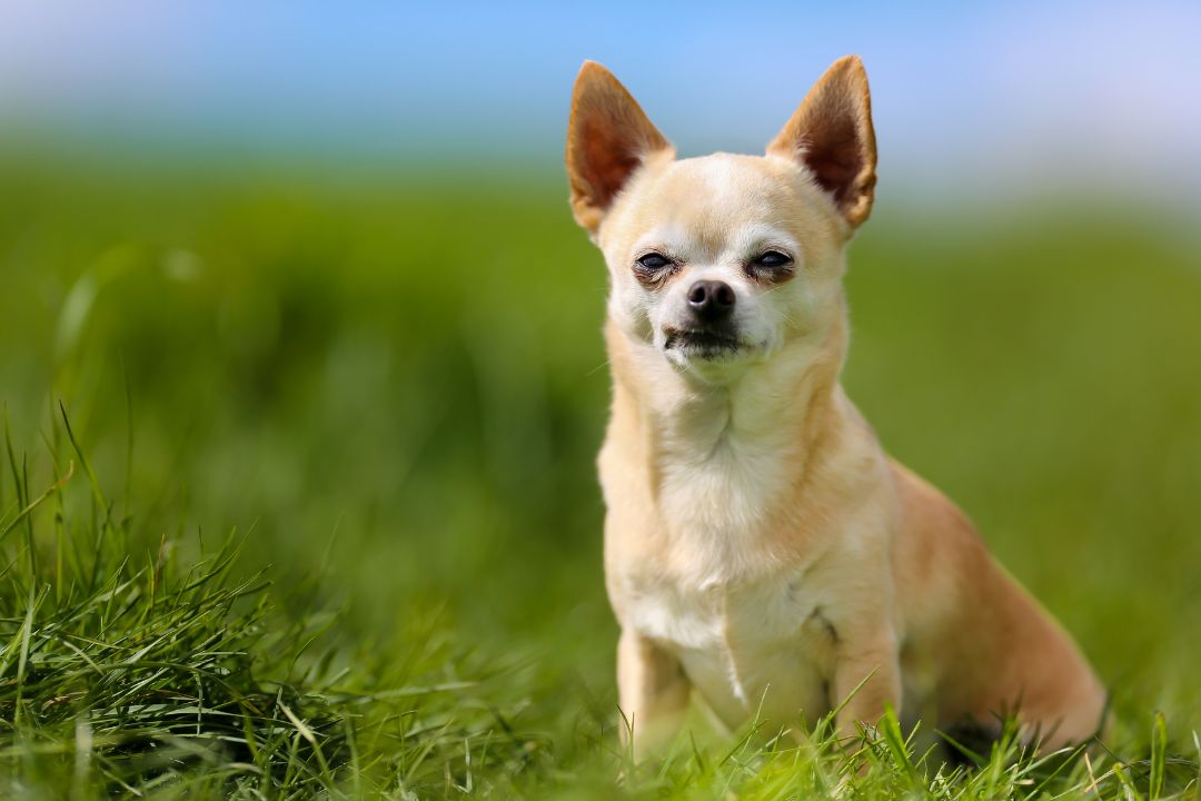 Lush Can Chihuahua Be A Service Dog Image Collection Lush Can Chihuahua Be A Service Dog Image Collection
